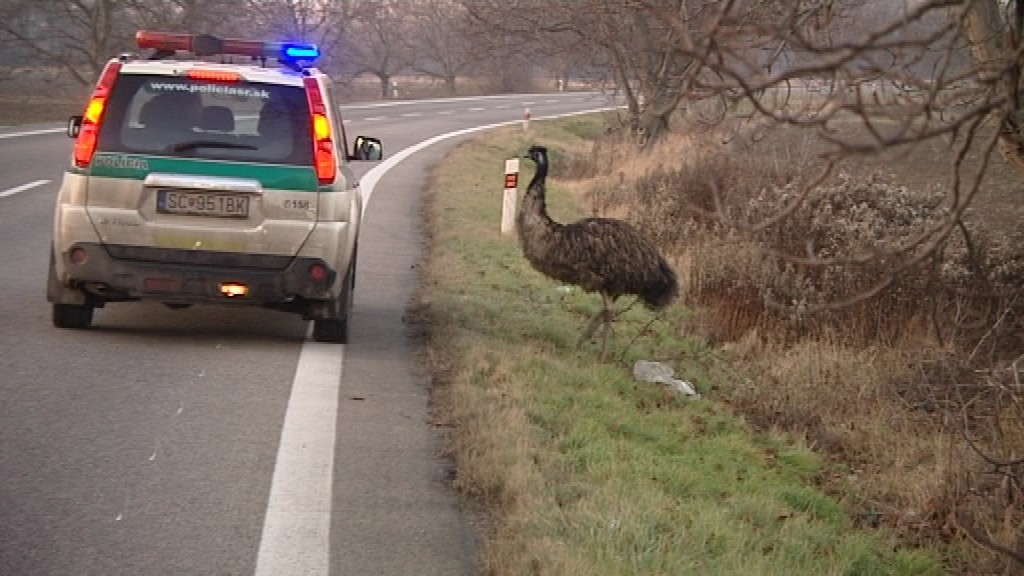 Pštros_policajti_naháňačka